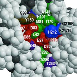 thrombin